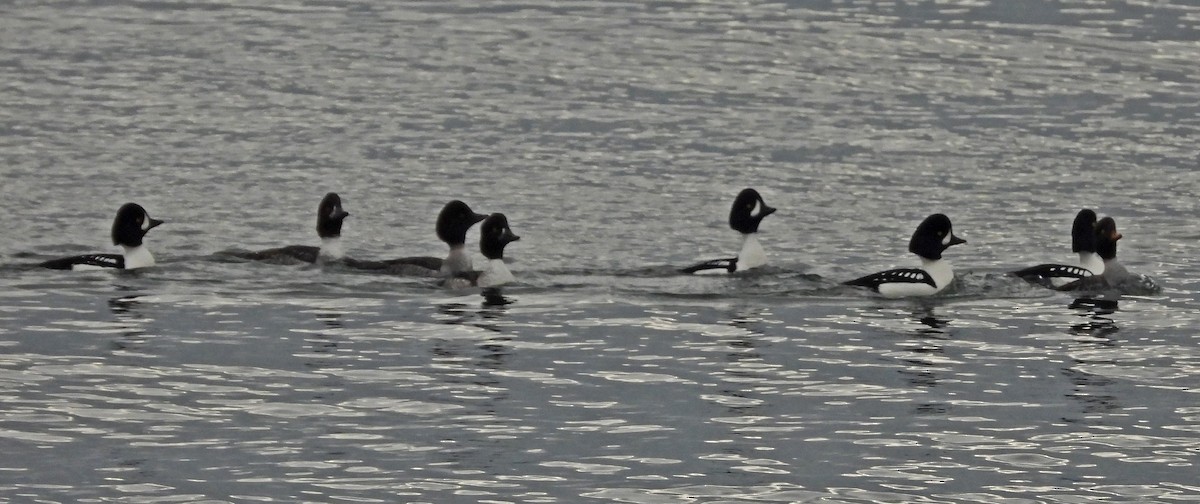 İzlanda Altıngözü - ML646925856