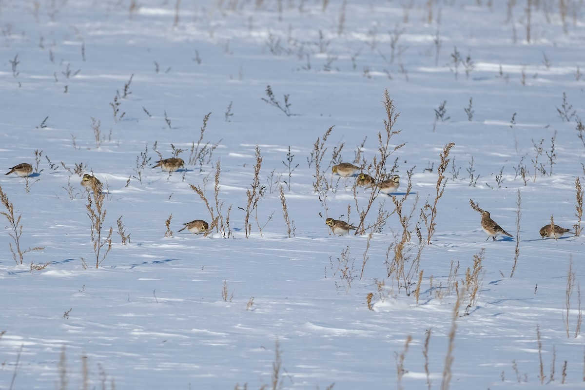 skřivan ouškatý - ML646925857