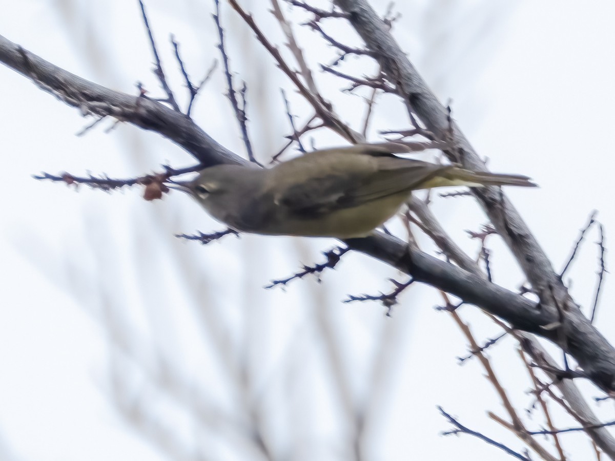 Turuncu Taçlı Ötleğen - ML646925858