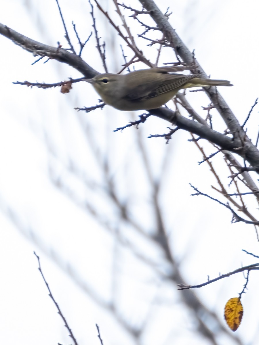 Turuncu Taçlı Ötleğen - ML646925859