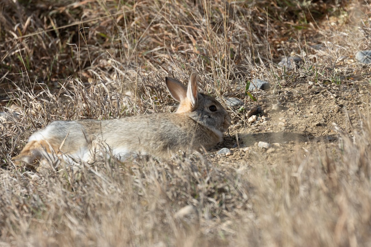 Hares and Rabbits - ML646925860