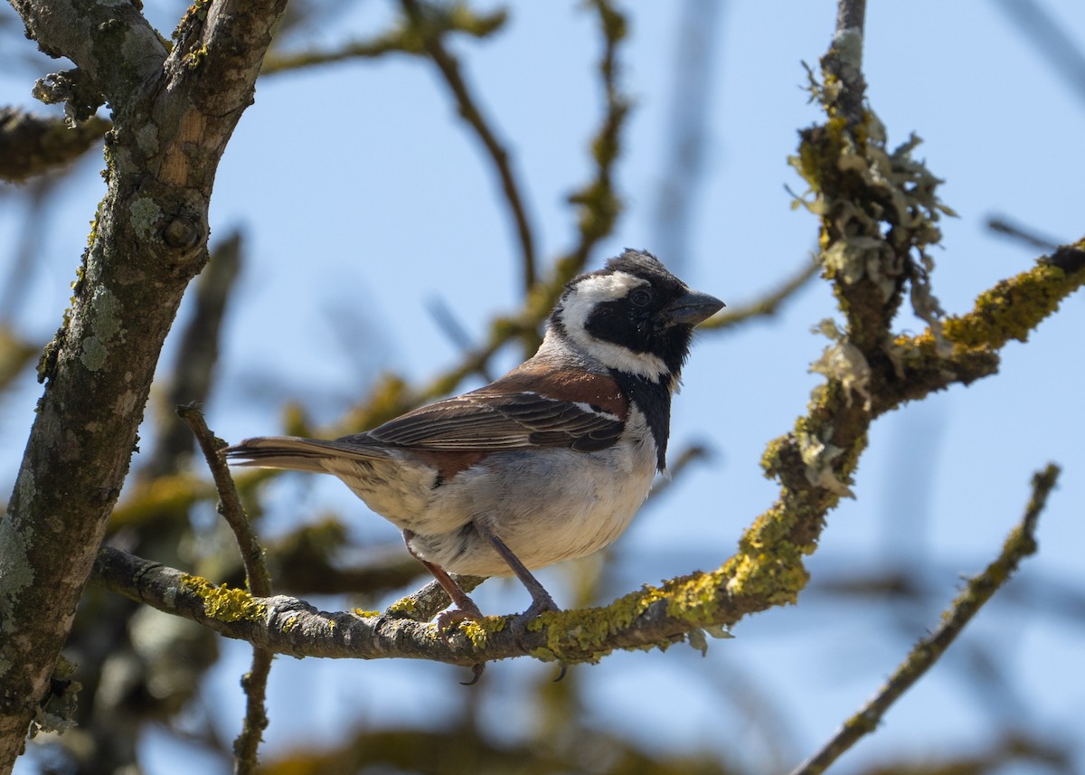 Cape Sparrow - ML646925865