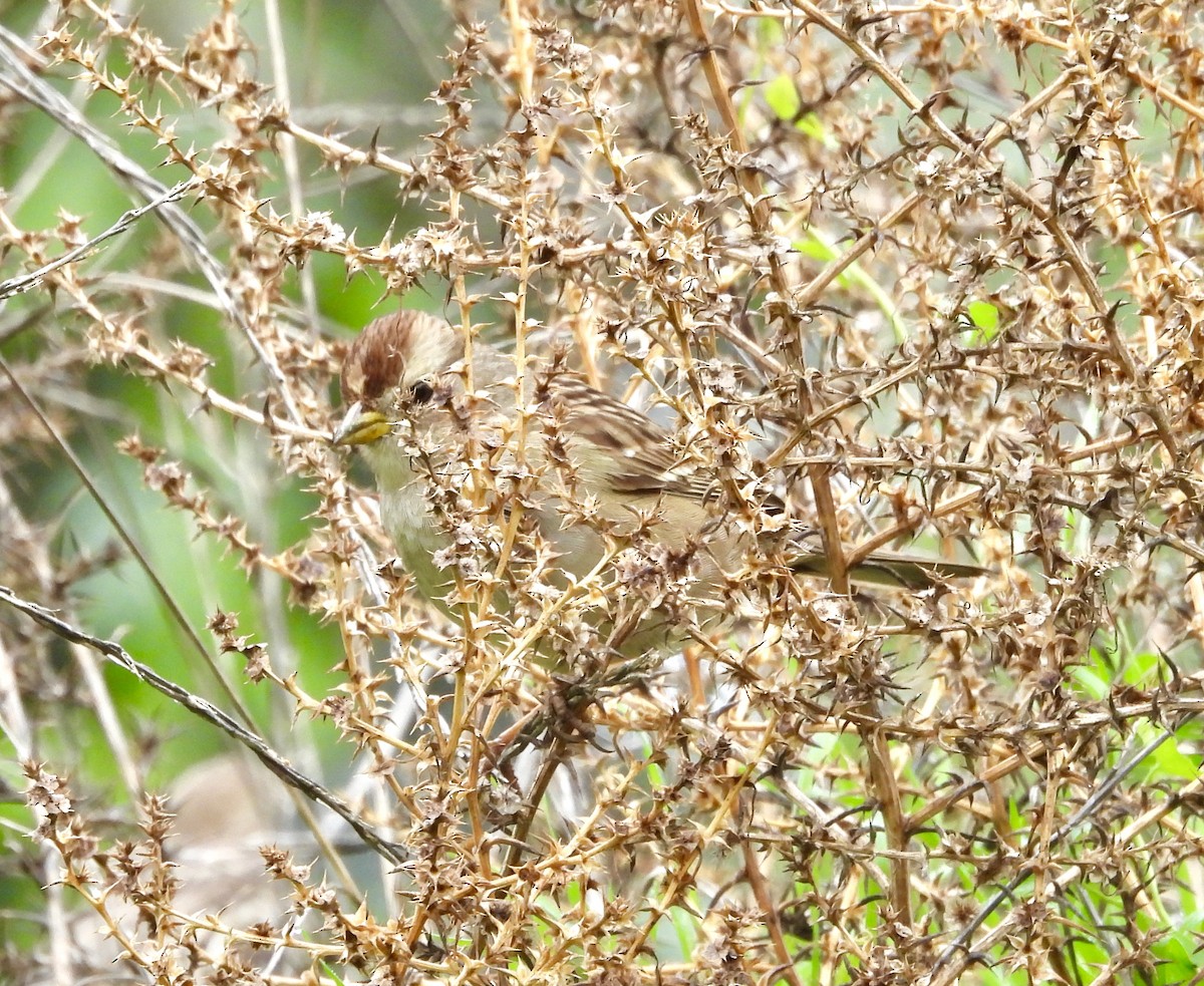 hvitkronespurv (pugetensis) - ML646925872