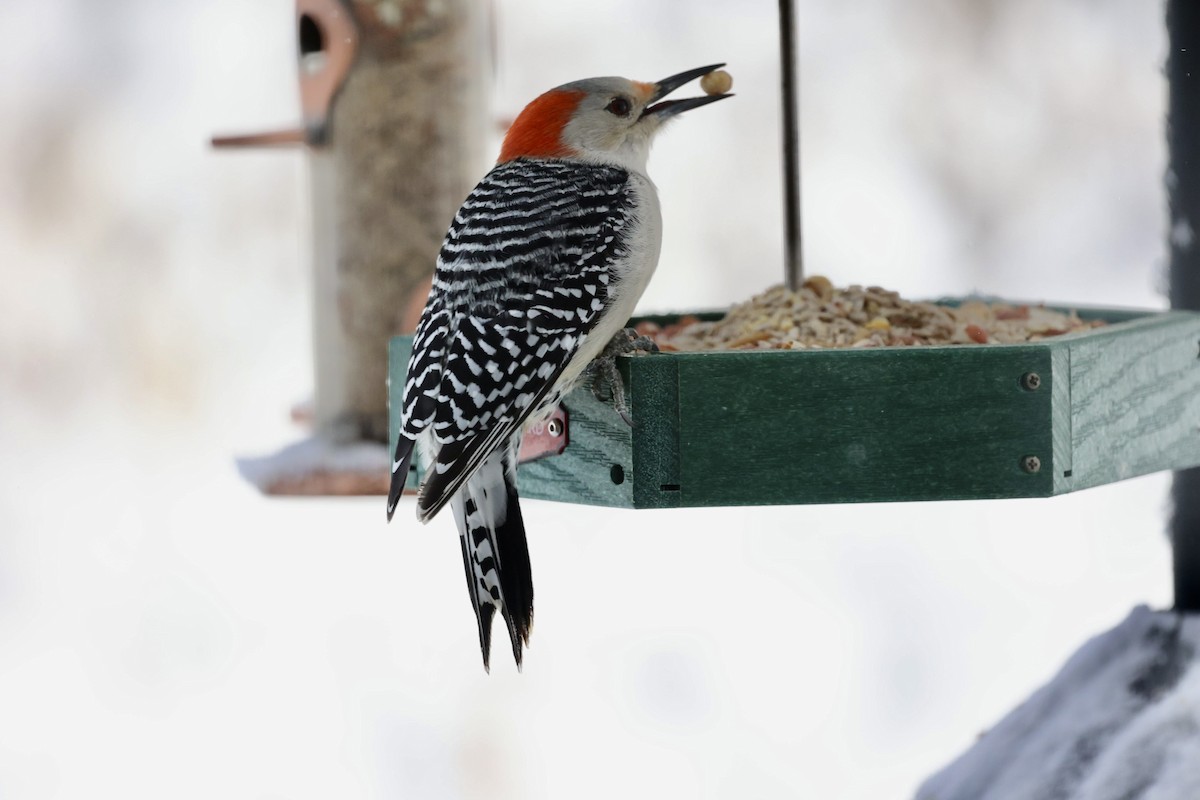 Red-bellied Woodpecker - ML646925873