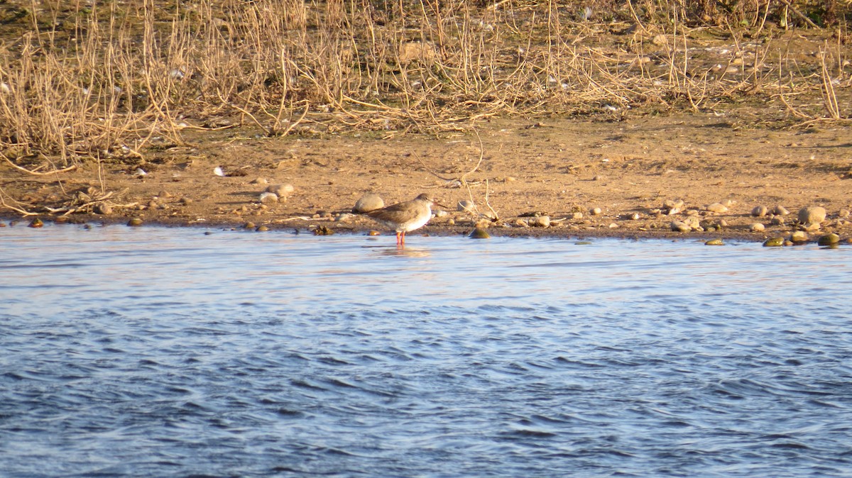 Archibebe Común - ML646925877