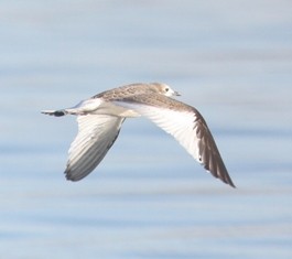 Sabine antxeta - ML646925880