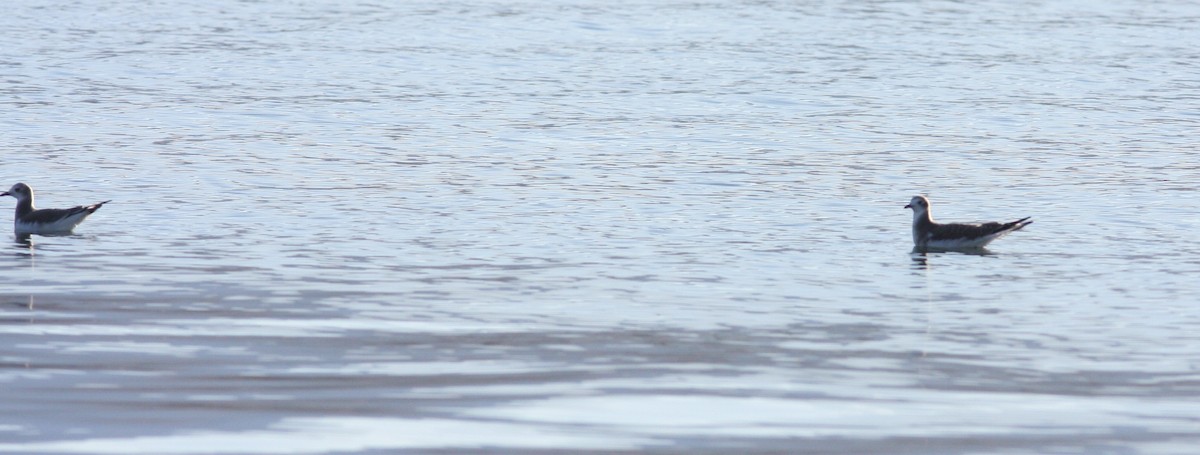 Sabine antxeta - ML646925881