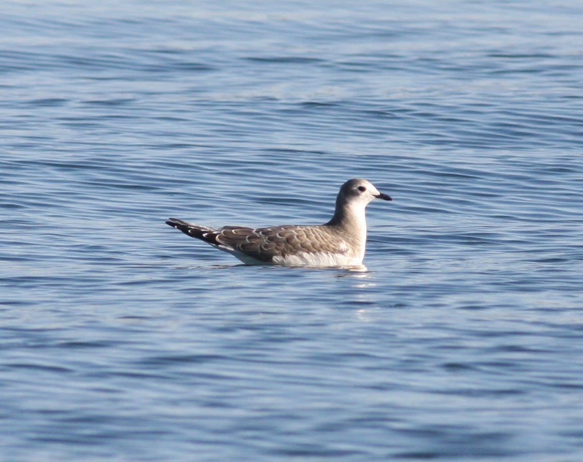 Sabine antxeta - ML646925882