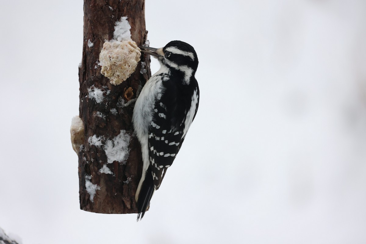 Hairy Woodpecker - ML646925885