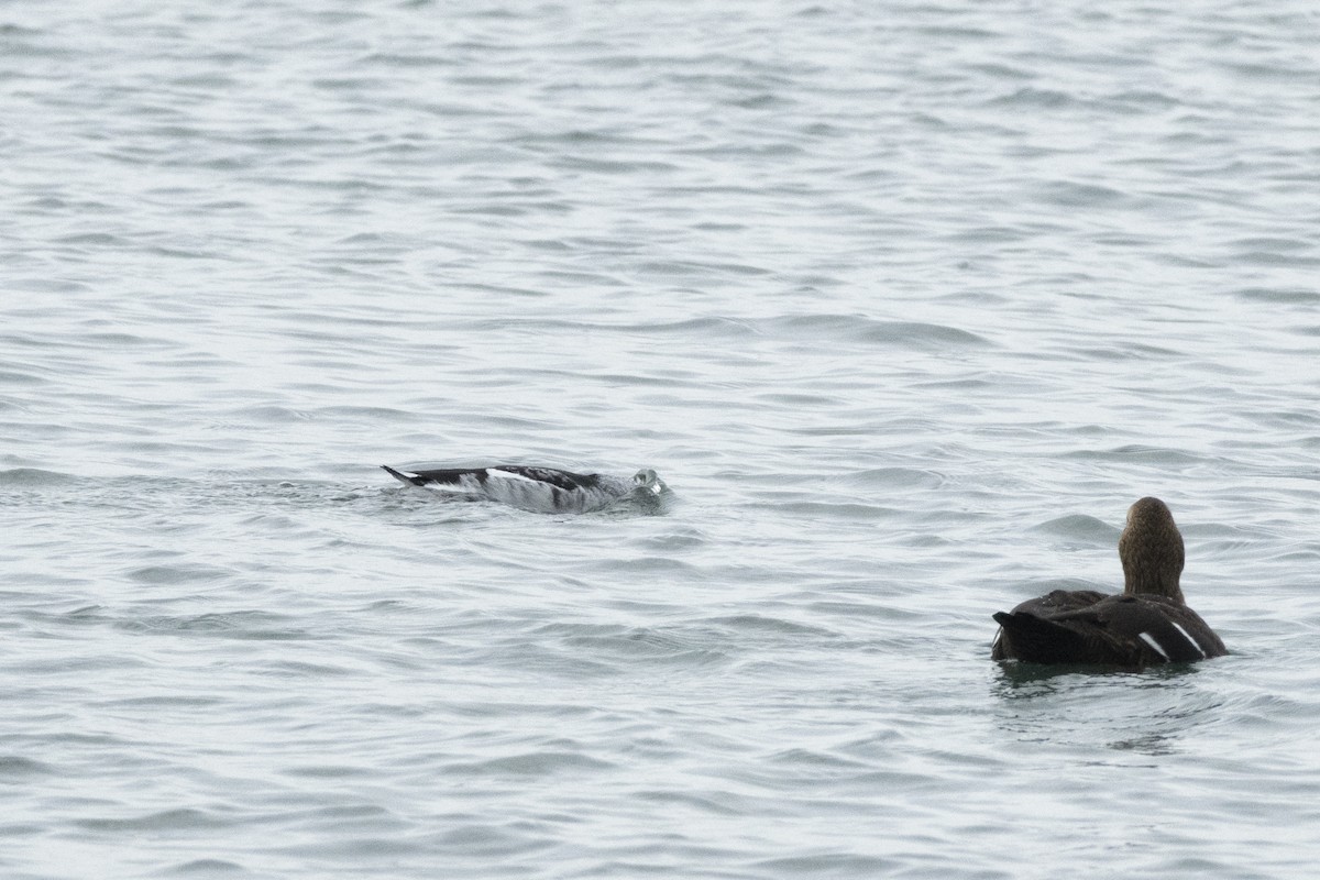 alkoun obecný - ML646925887