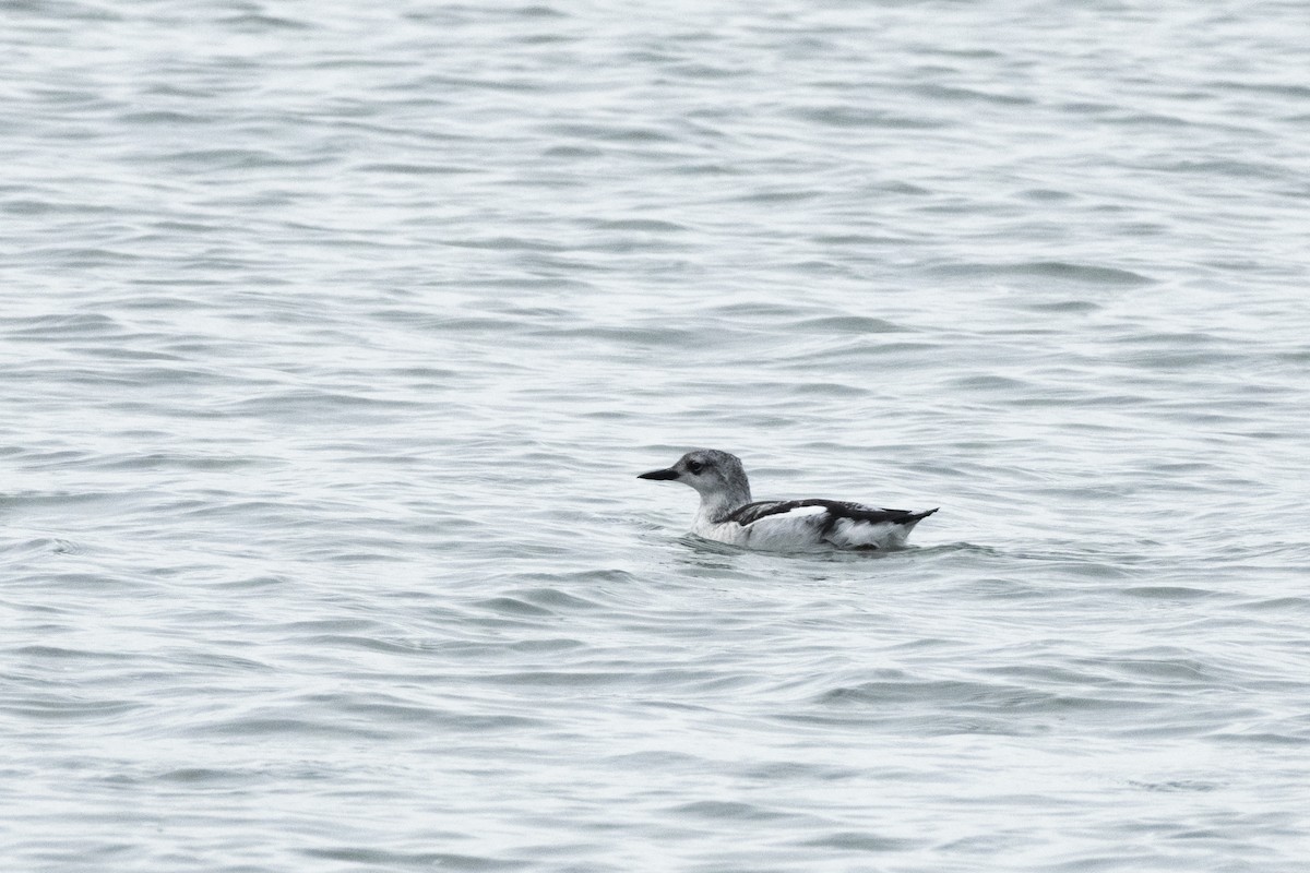 alkoun obecný - ML646925888