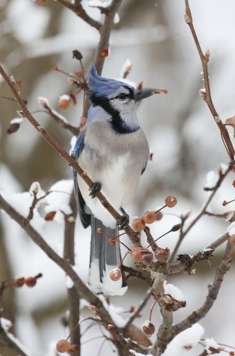 Blue Jay - ML646925894