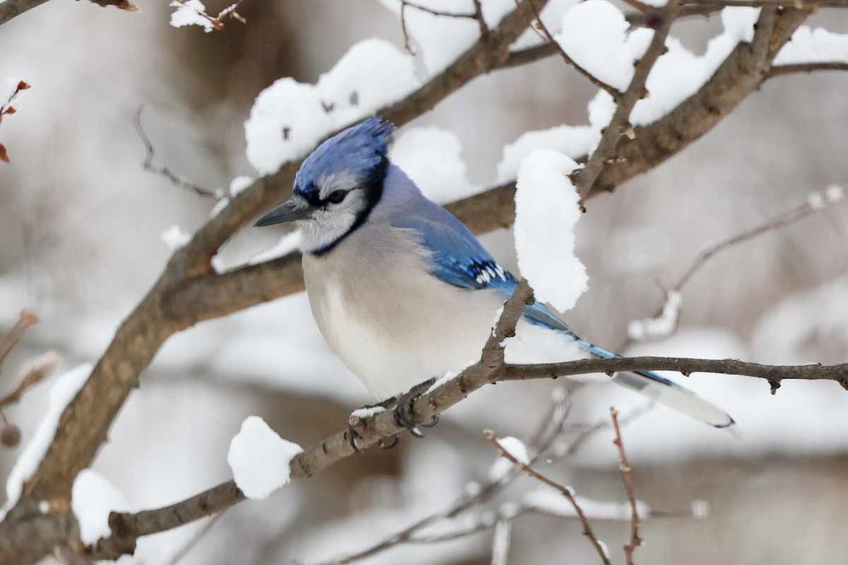 Blue Jay - ML646925895