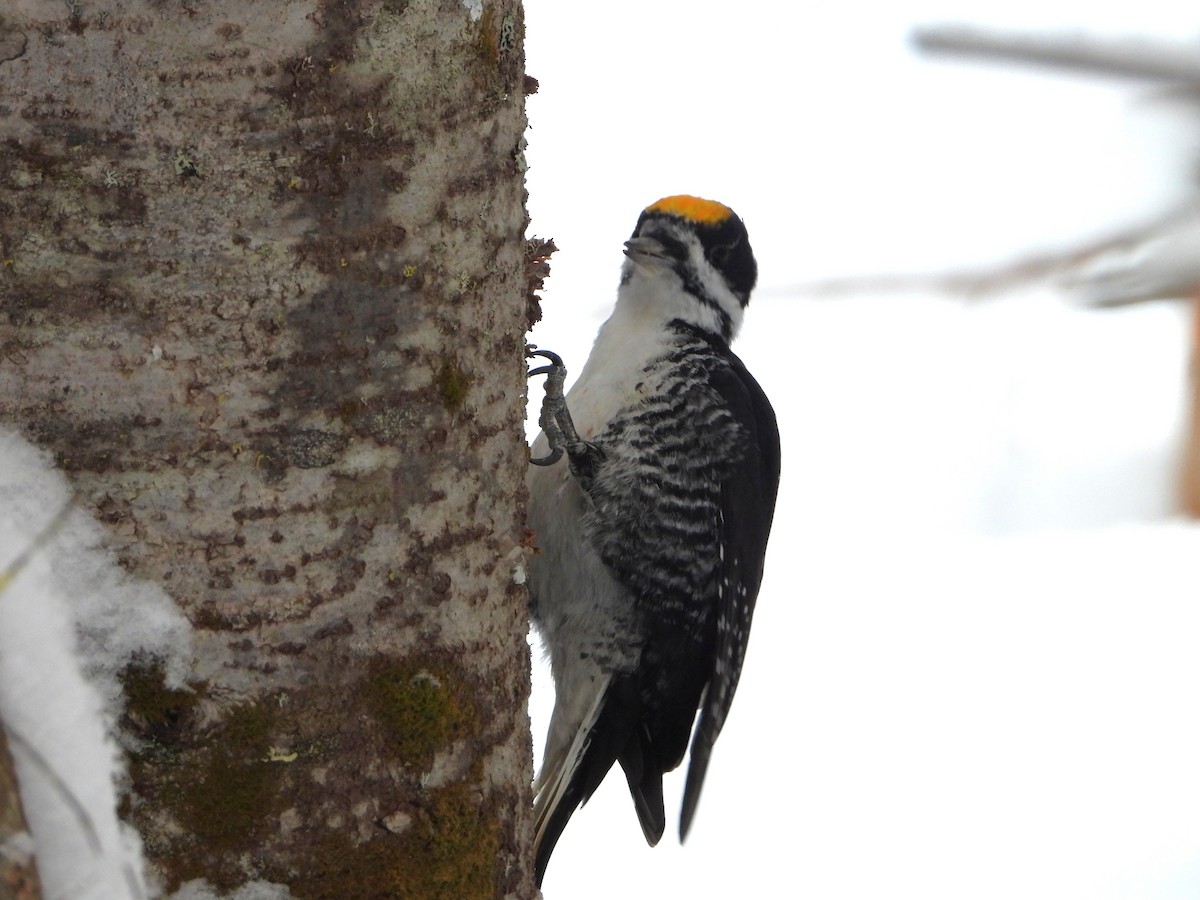 svartryggspett - ML646925896