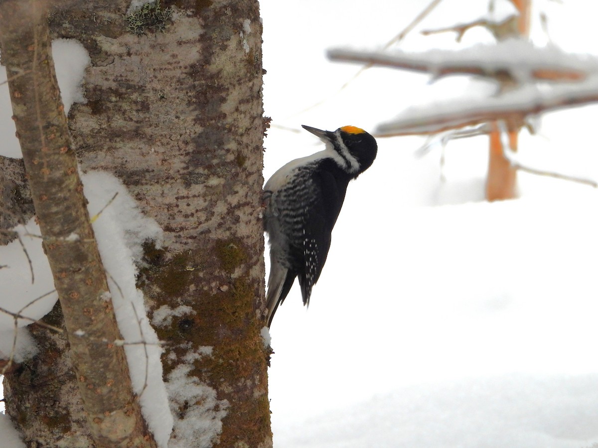 svartryggspett - ML646925897