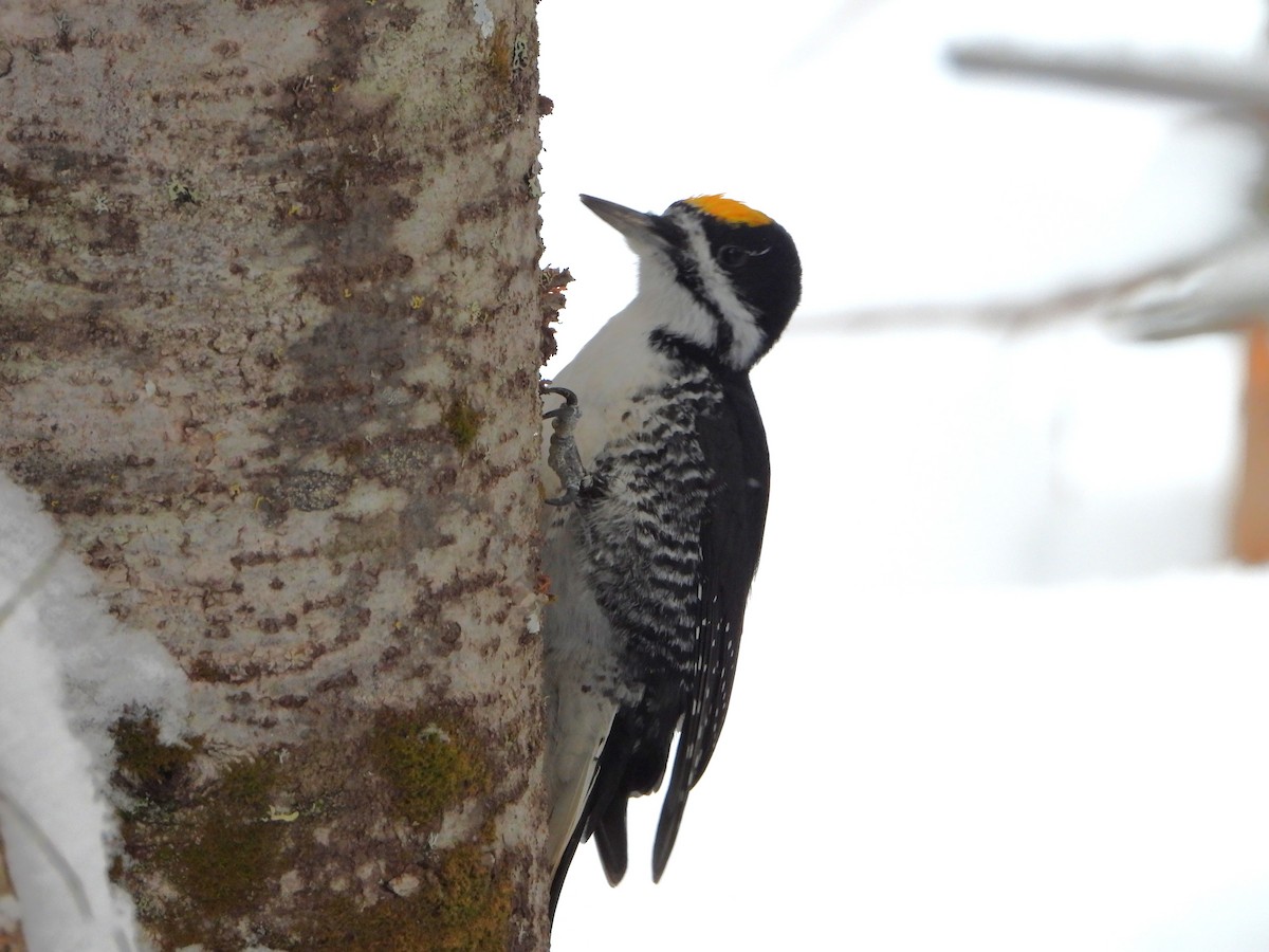 svartryggspett - ML646925898