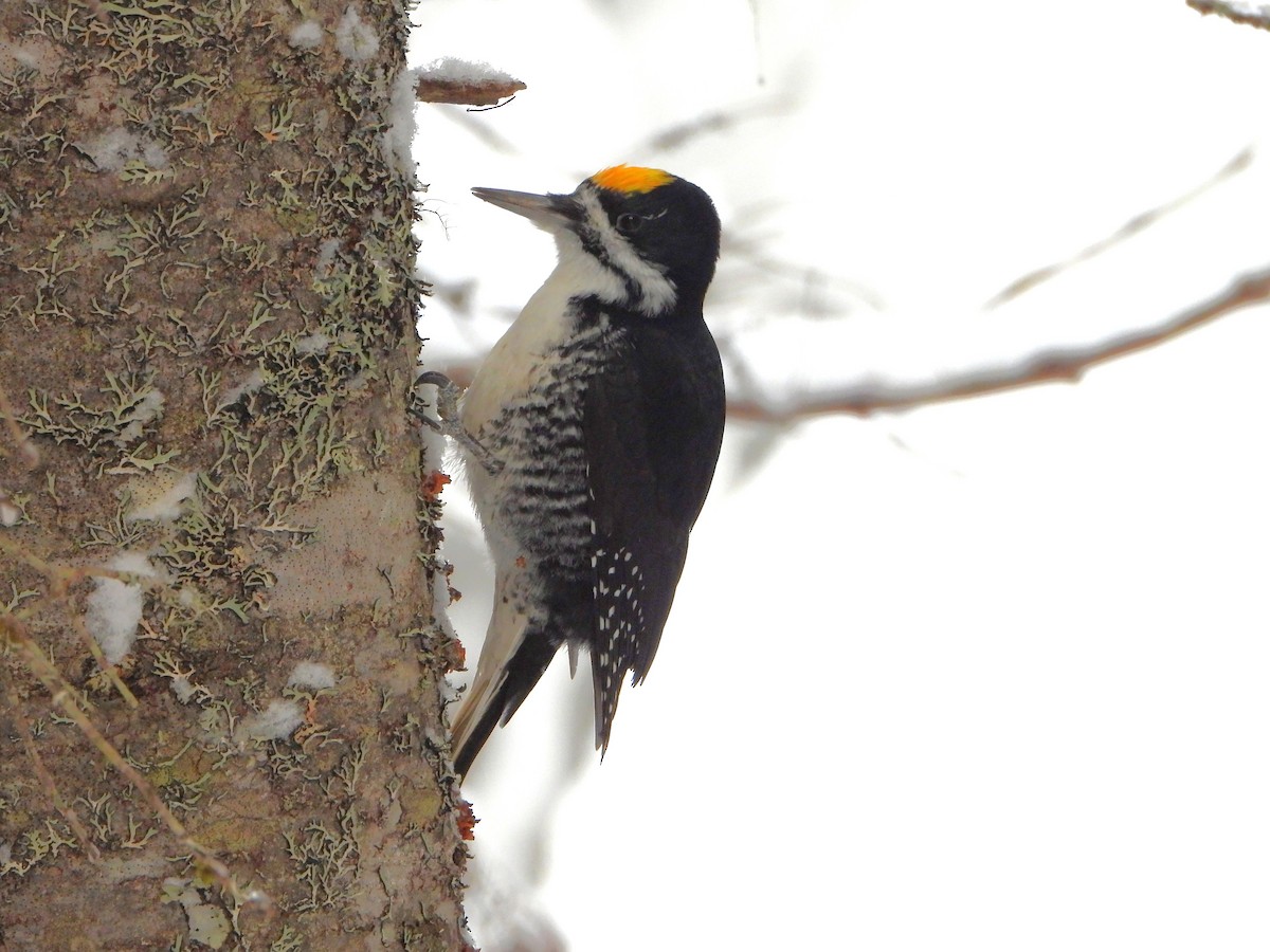 svartryggspett - ML646925899