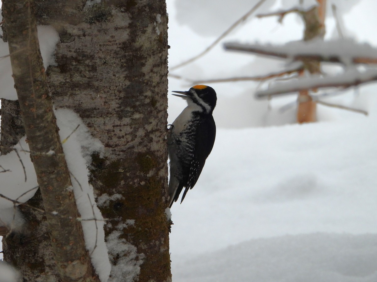 svartryggspett - ML646925900