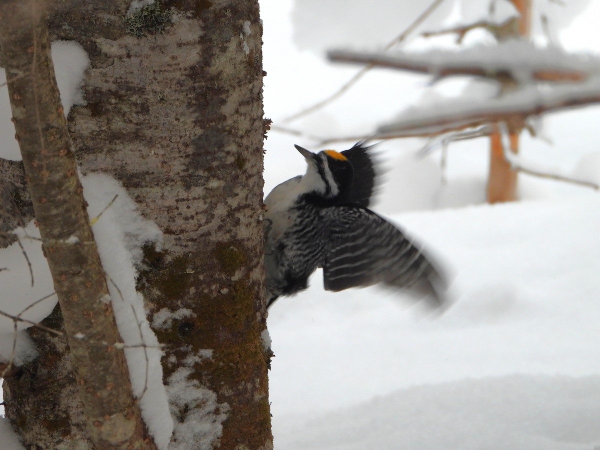 svartryggspett - ML646925901