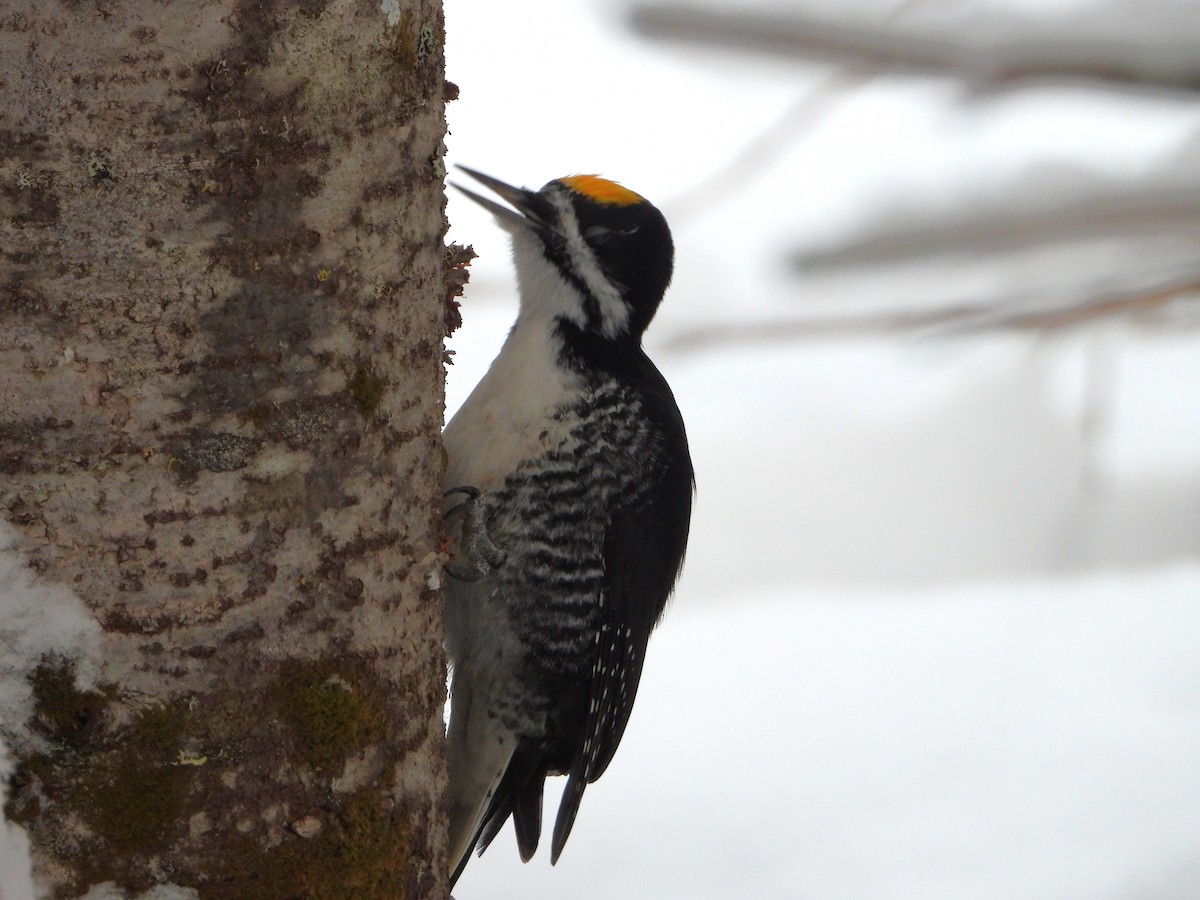 svartryggspett - ML646925902