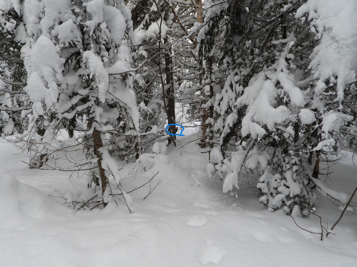 svartryggspett - ML646925903