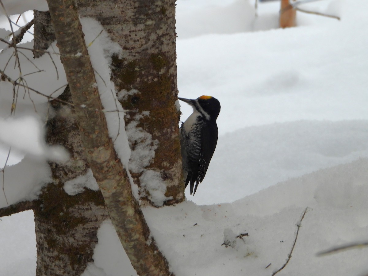 svartryggspett - ML646925904