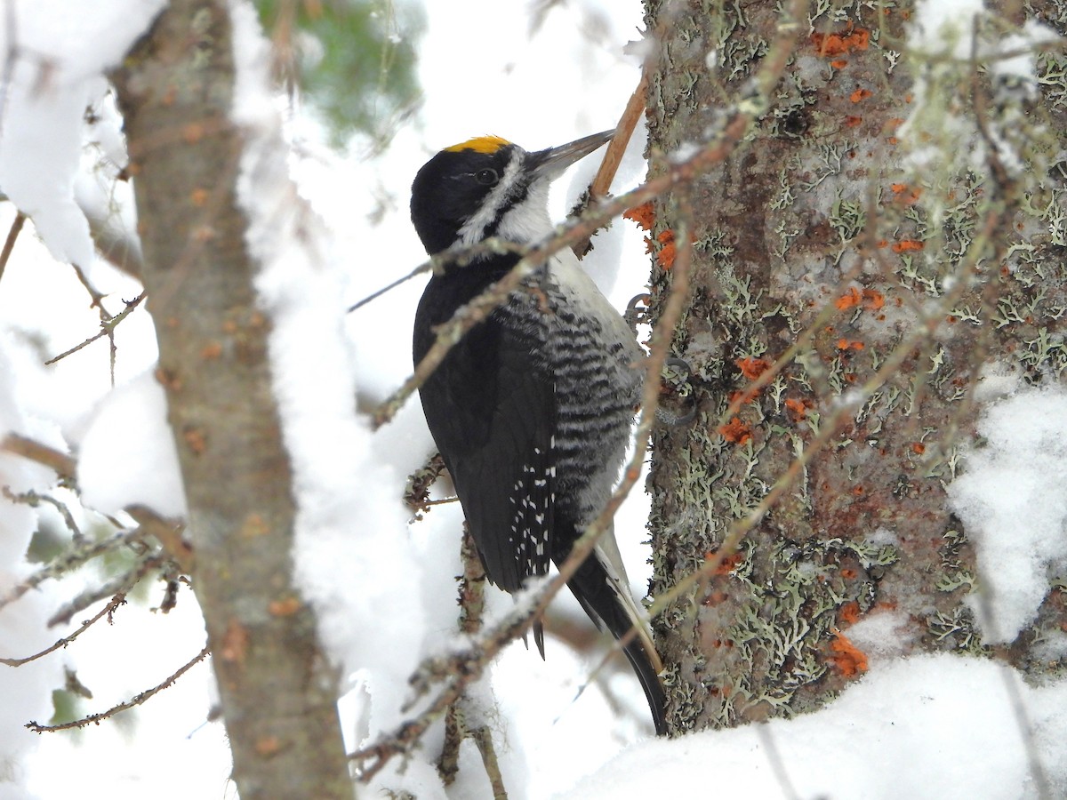 svartryggspett - ML646925905