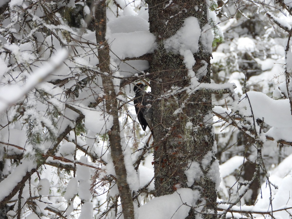 svartryggspett - ML646925906