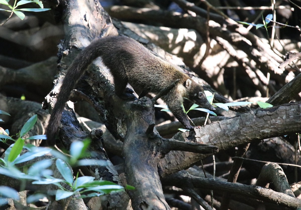 White-nosed Coati - ML646925908