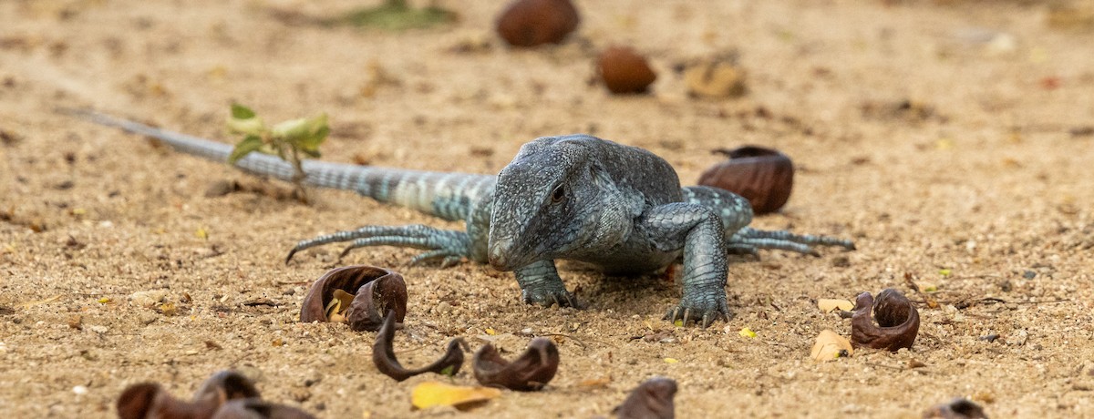 Snakes and Lizards - ML646925909