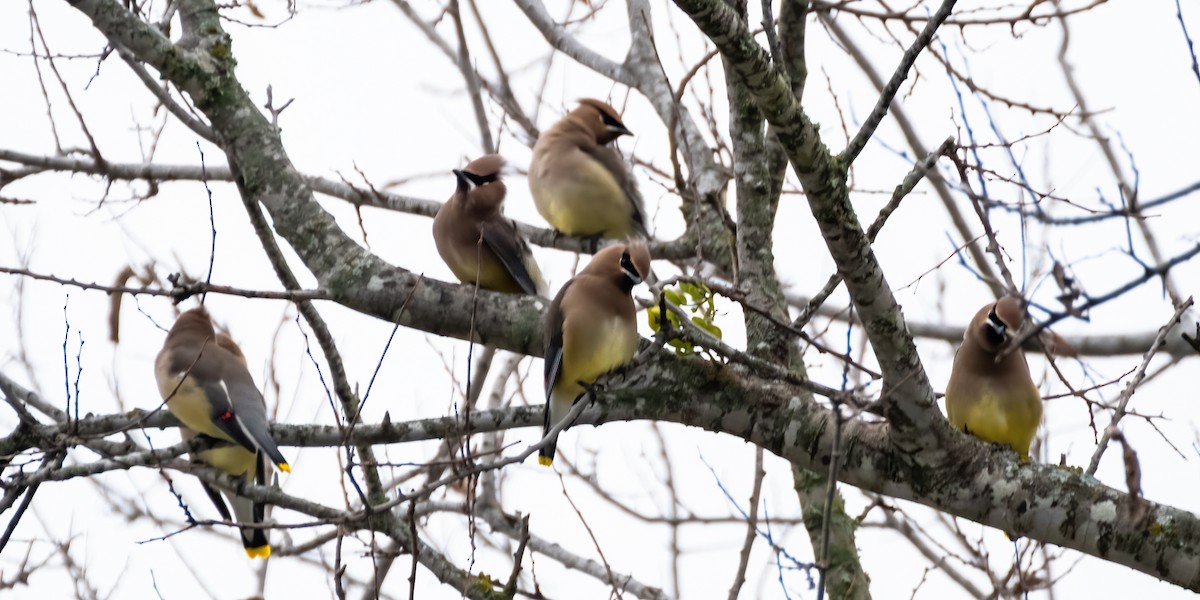 Sedir İpekkuyruğu - ML646925910