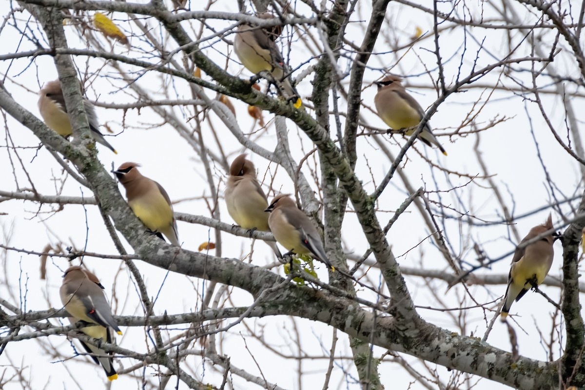 Sedir İpekkuyruğu - ML646925911