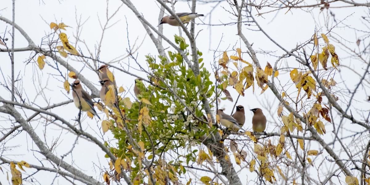 Sedir İpekkuyruğu - ML646925912