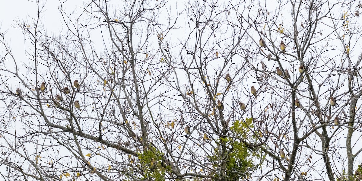 Sedir İpekkuyruğu - ML646925913