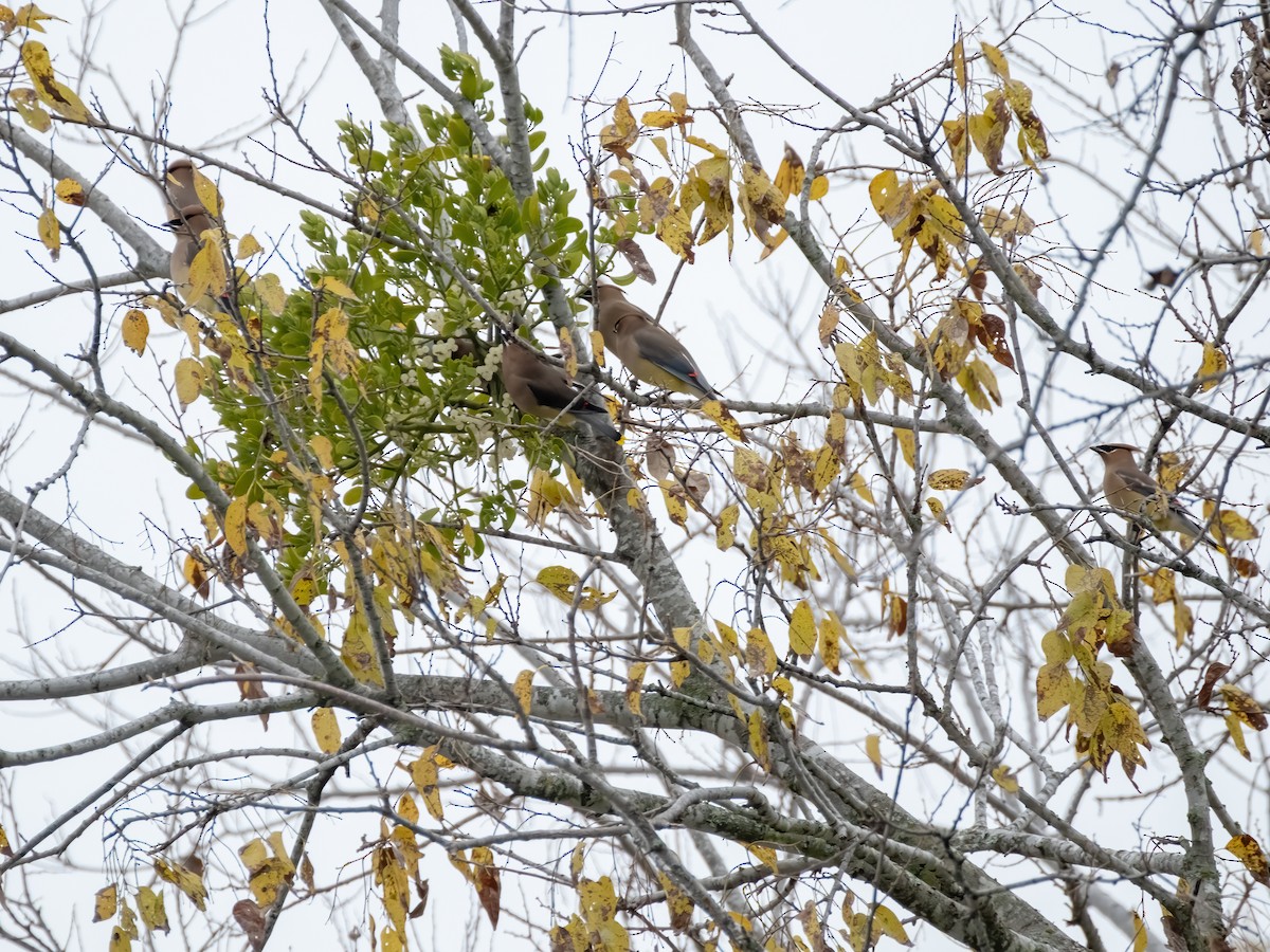 Sedir İpekkuyruğu - ML646925914