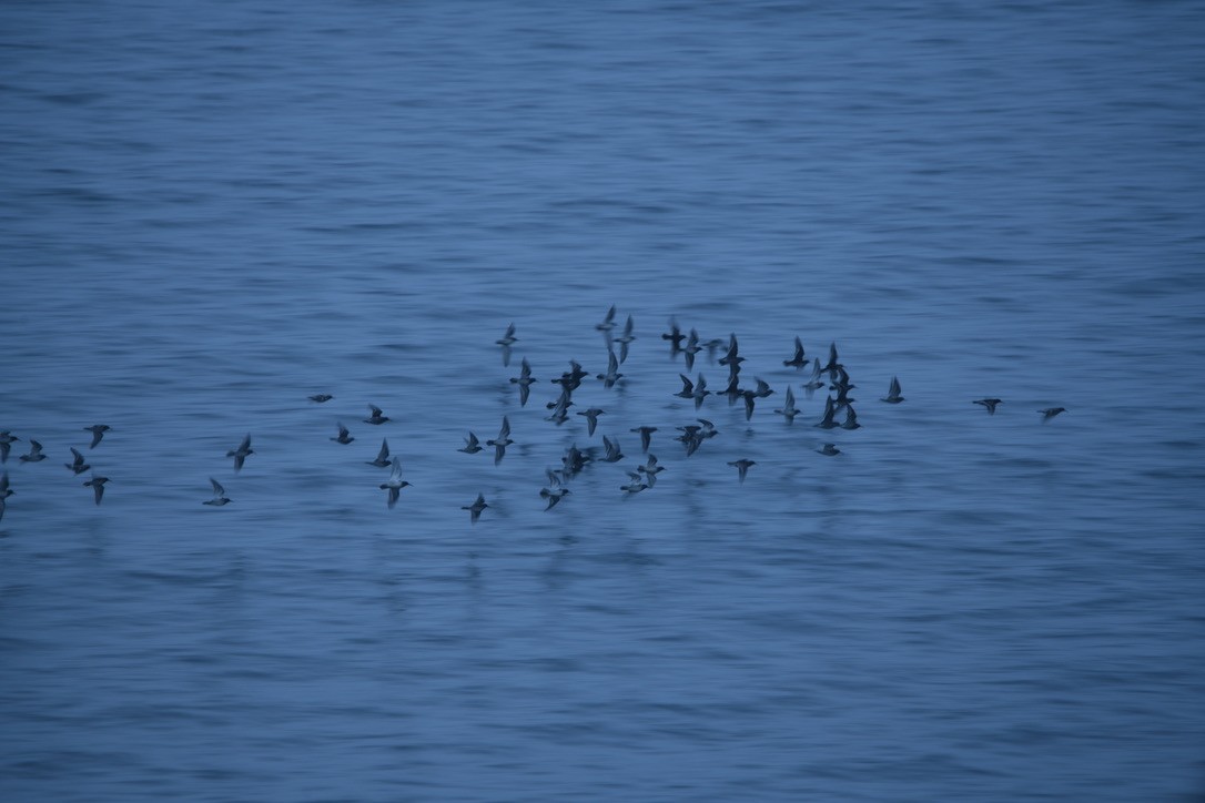 ムラサキハマシギ - ML646925920