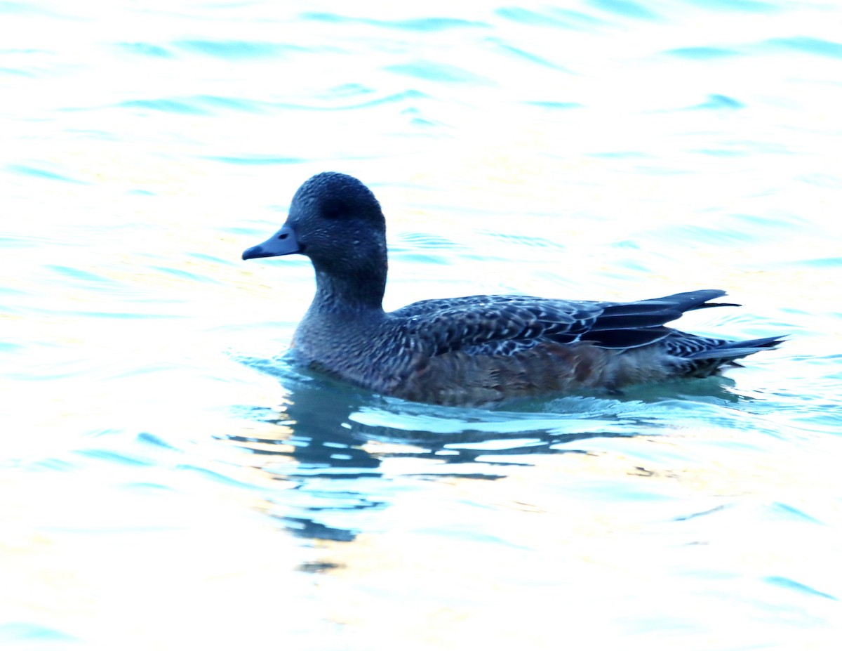 Ahate txistulari amerikarra - ML646925922