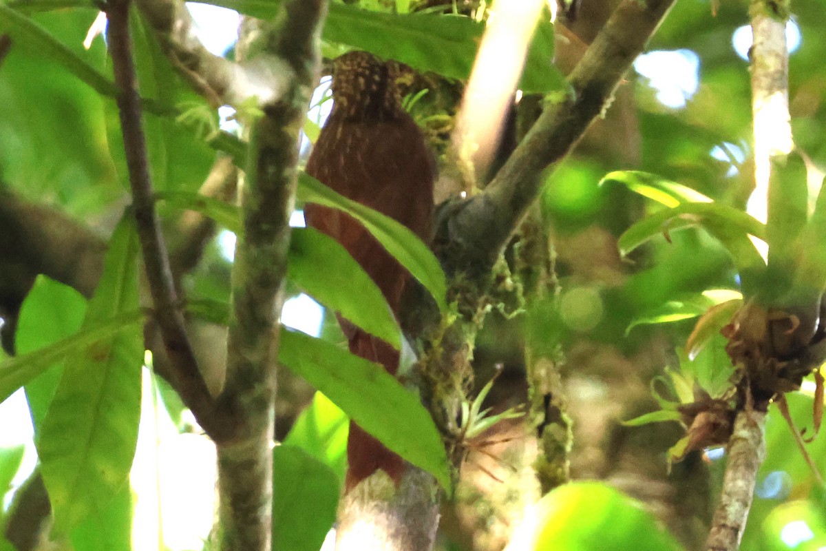 Brown-billed Scythebill - ML646925923