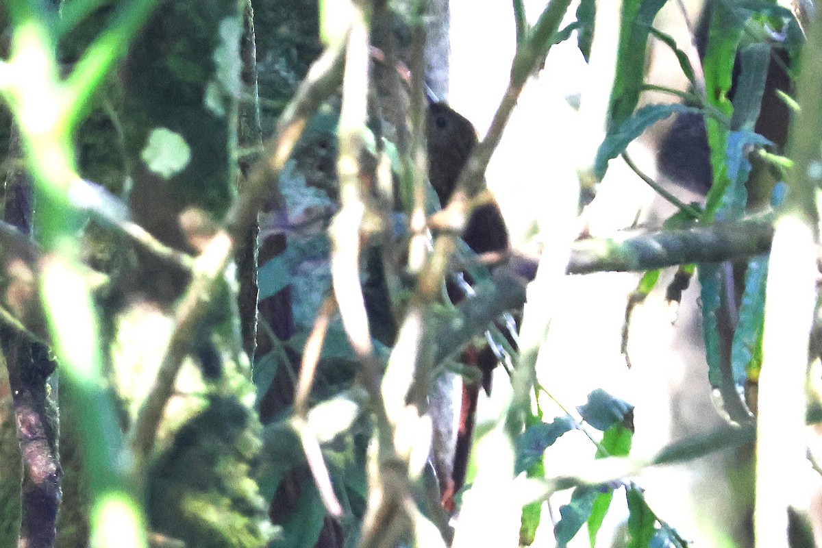 Brown-billed Scythebill - ML646925924