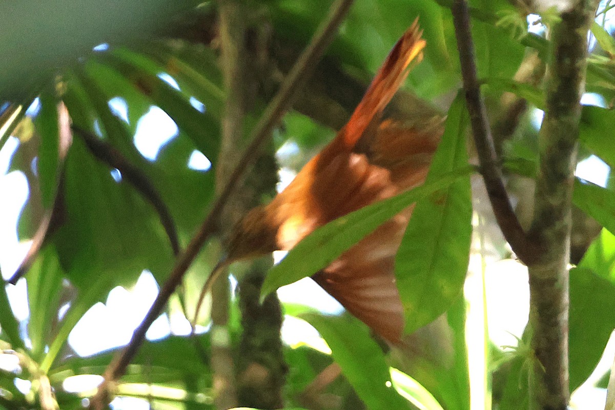 Brown-billed Scythebill - ML646925925