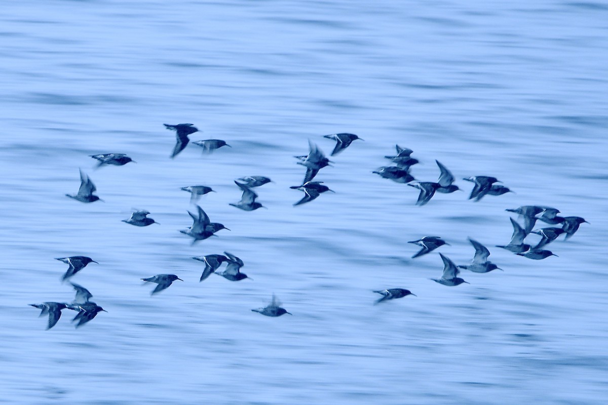 ムラサキハマシギ - ML646925926