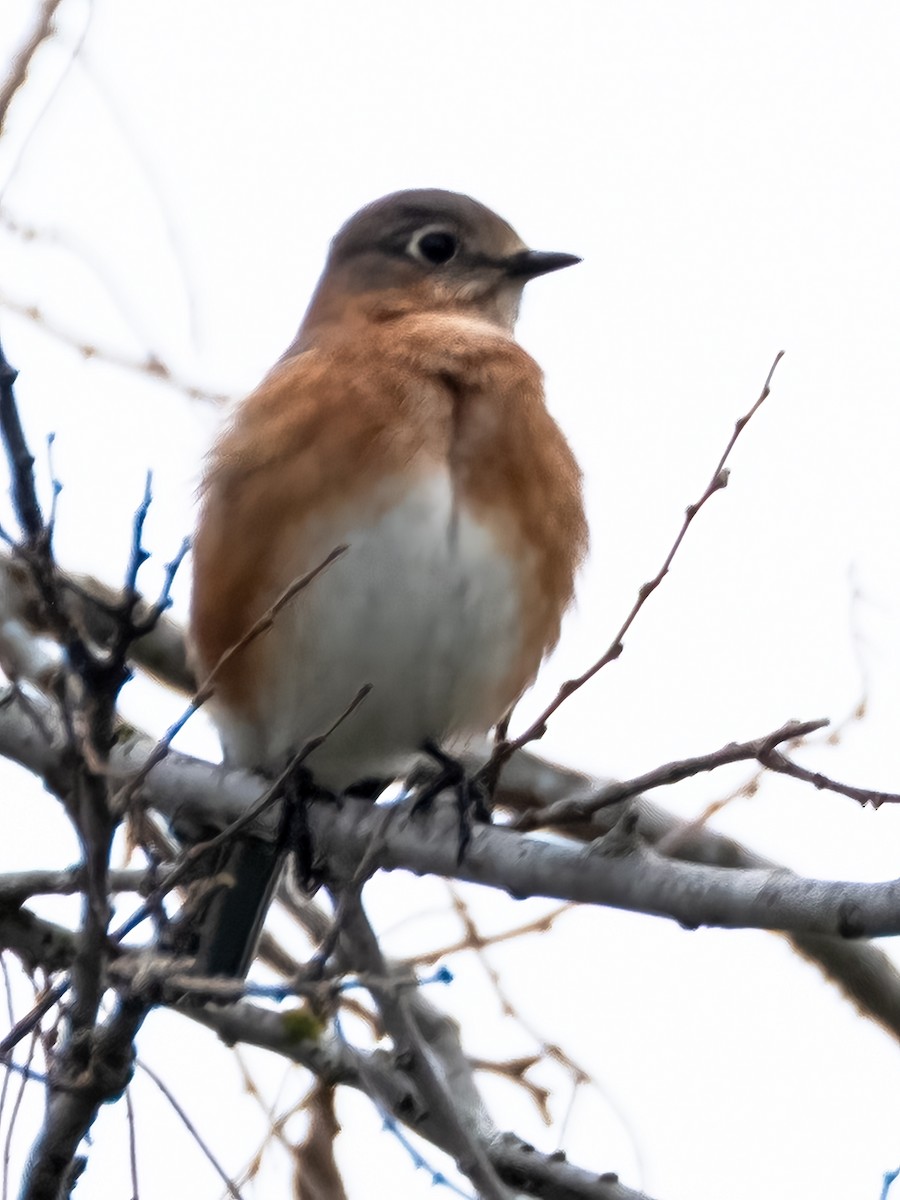 Doğulu Mavi Ardıç - ML646925930