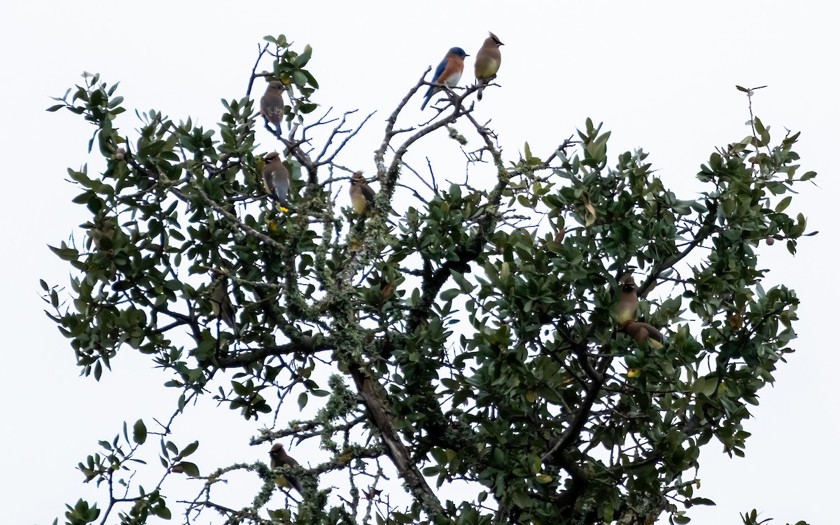 Doğulu Mavi Ardıç - ML646925931