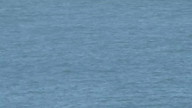 Улаан гүеэт гахууна - ML646925938