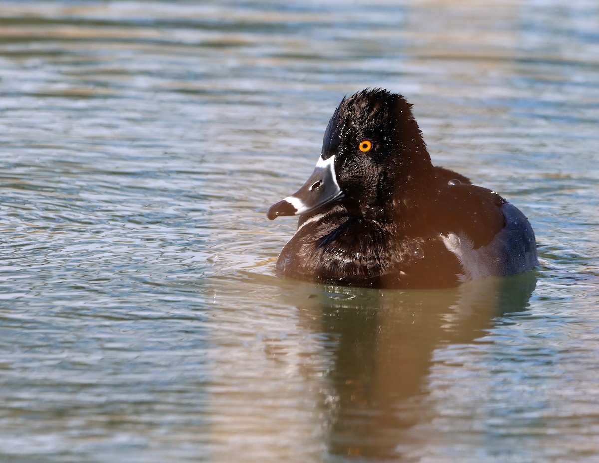 Murgilari lepokoduna - ML646925940