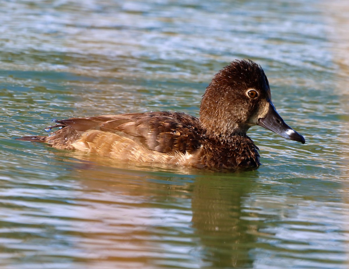 Murgilari lepokoduna - ML646925941