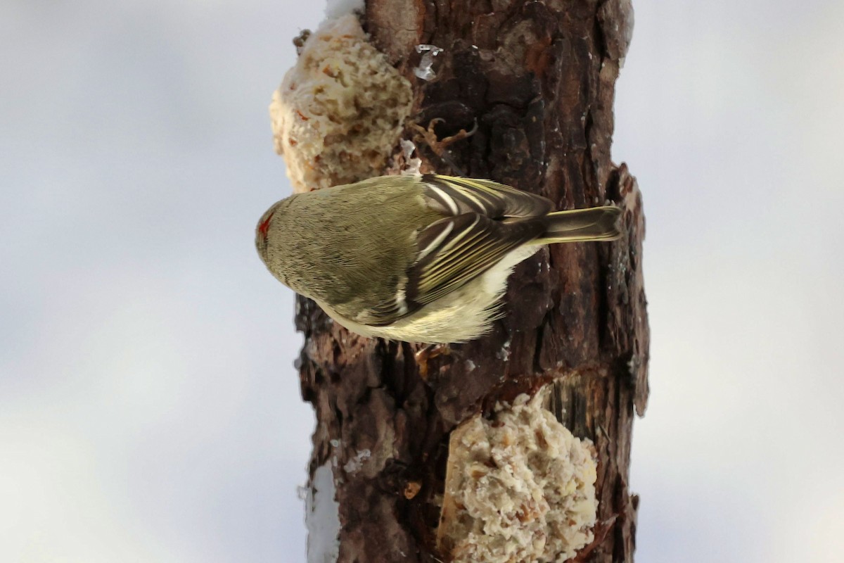 Ruby-crowned Kinglet - ML646925947