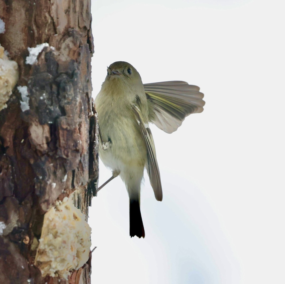 Ruby-crowned Kinglet - ML646925948