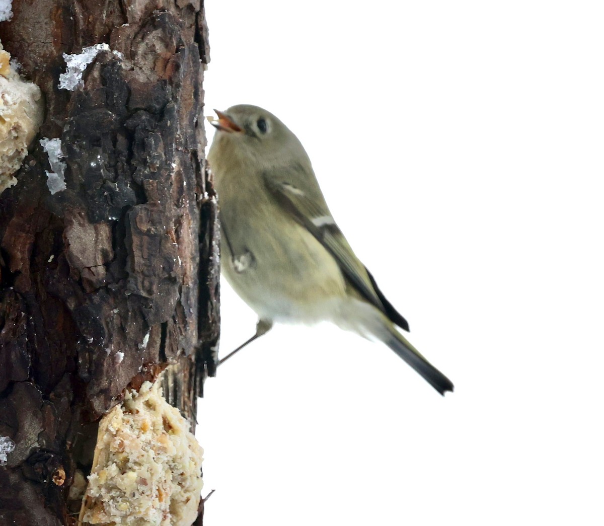 Ruby-crowned Kinglet - ML646925949