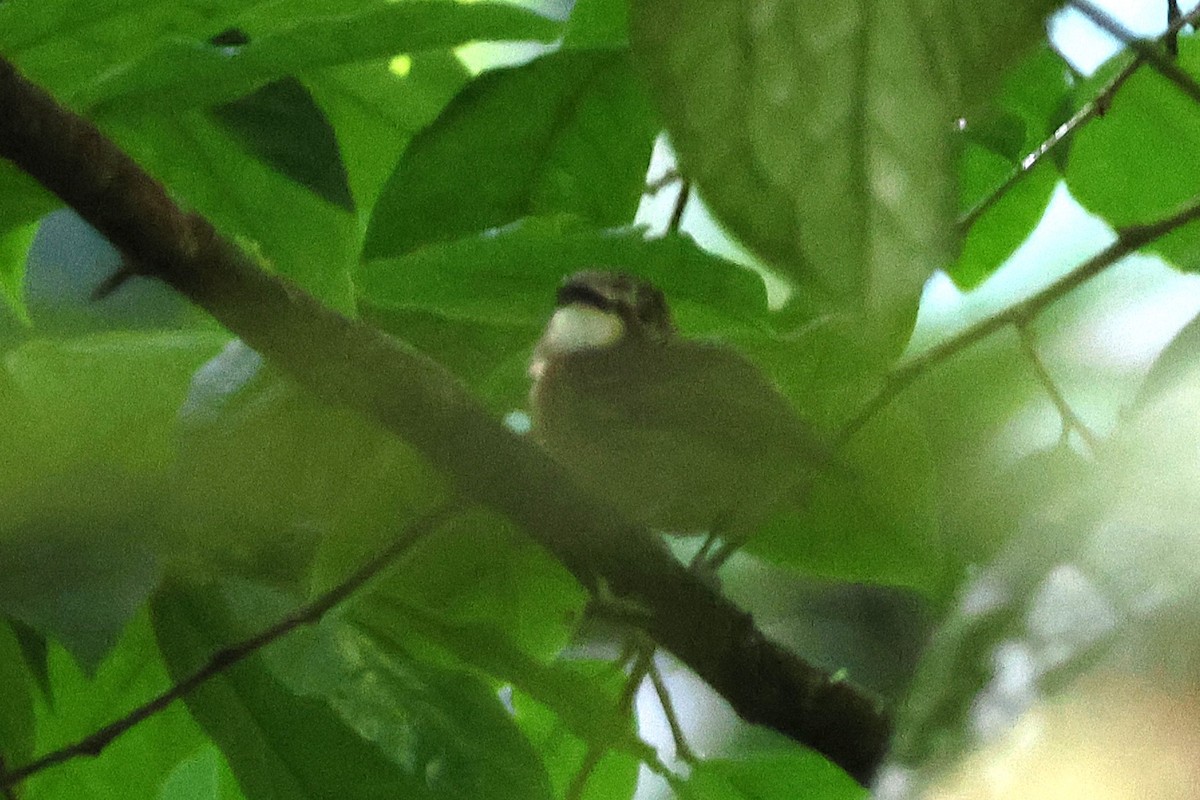 Gelbscheitel-Spatelschnabeltyrann - ML646925952